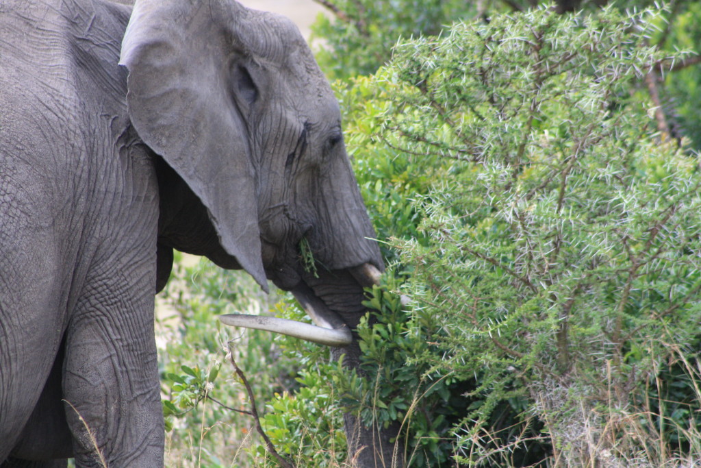 We recognized this elephant as one that was outside of our tent, due to the deformed tusk.