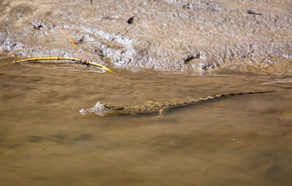 One of the baby crocodiles that we saw on our boat tour. 