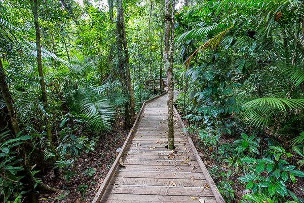 The path we walked through the Daintree Rainforest. 