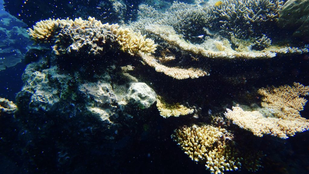 A view of the reef that surrounded us while we finished the last few items required to pass our certification. 