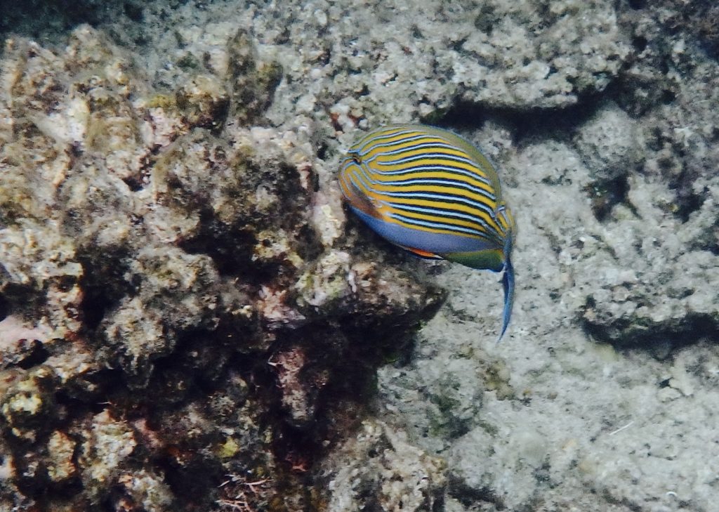 One of the colorful fish that we saw at the reef. 