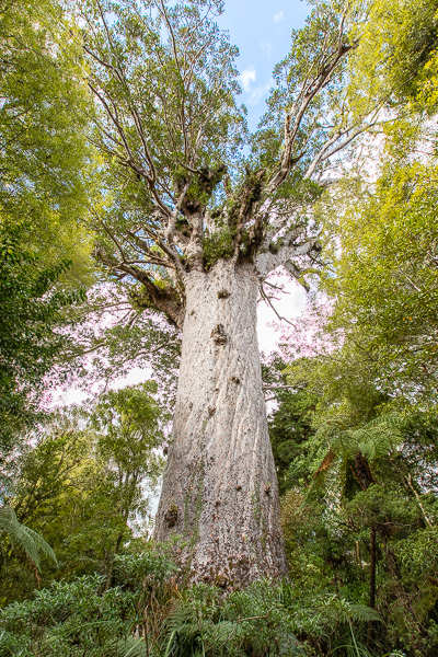 It's hard to capture the size of this monstrous tree in a photograph, but it would take nearly 