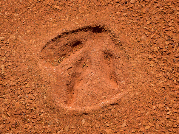 One of the many fossilized dinosaur footprints we saw dotting the coast in Broome.