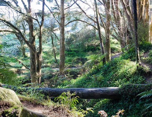 Woods Beside Waipu Caves