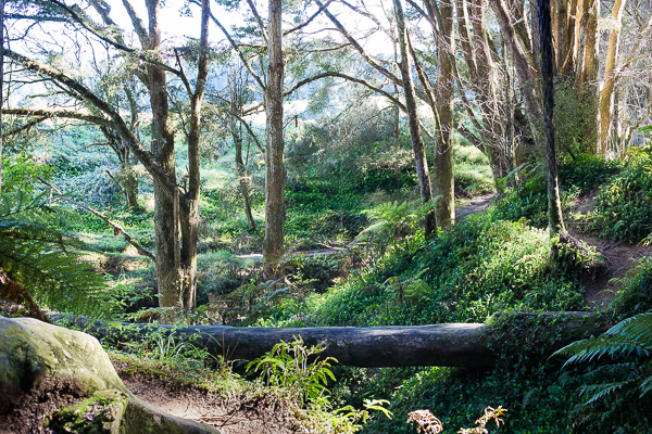 Woods Beside Waipu Caves