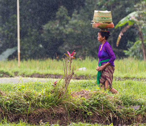 A Balinese woman walking through rice paddies in traditional dress. 