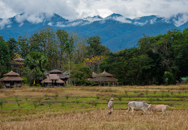 A farmer walks through rice paddies outside of Pai, Thailand. 