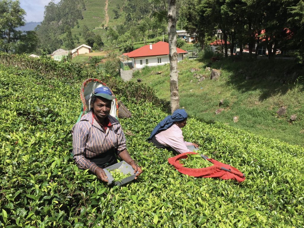 Women working in the tea fields of Sri Lanka.